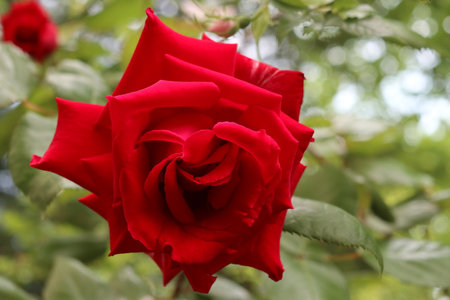 A lonely red rose flower. Close-up. The background is green.の写真素材