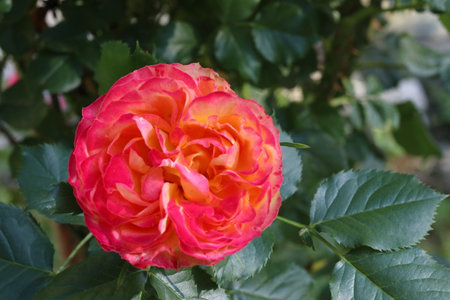 A lonely red rose flower. Close-up. The background is green.の写真素材