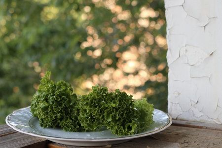 Lettuce salad leaf on white plate. The green background is blurred. Close-up.の写真素材