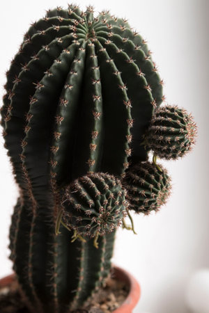 A large cactus with three appendages. The cactus is located on the background. Close-up.の写真素材