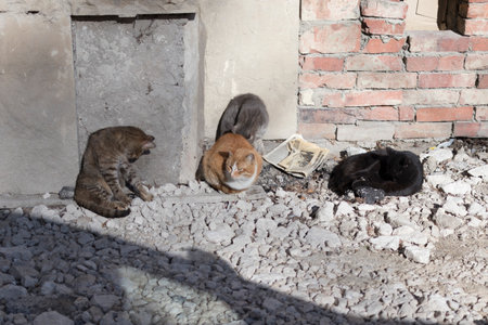 Four street cats bask in the sun.の写真素材