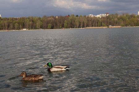 Valea Morilor lake and park. Green trees, buildings in the distanceの写真素材