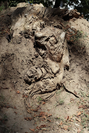 View of the large roots of an old tree protruding from the ground. Close-up.の写真素材