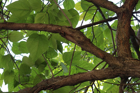 Branching of three tree trunks on the background of foliage. Close-up.の写真素材