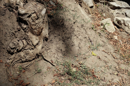 View of the large roots of an old tree protruding from the ground. Close-up.の写真素材