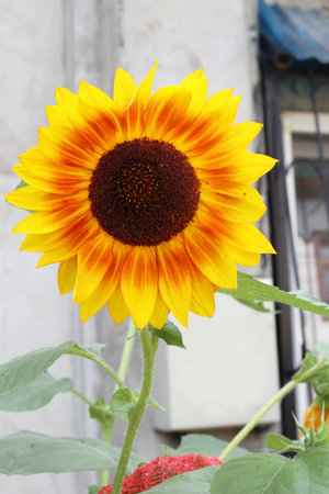 Decorative sunflower. Close-up.の写真素材