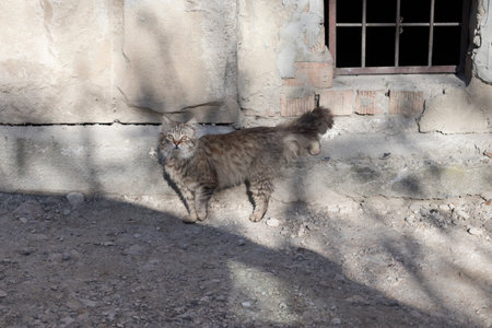 A street cat bask in the sun. Close-up.の写真素材