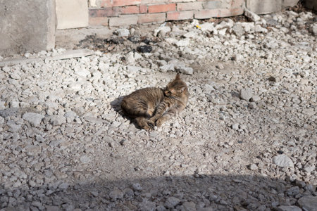 A street cat bask in the sun. Close-up.の写真素材