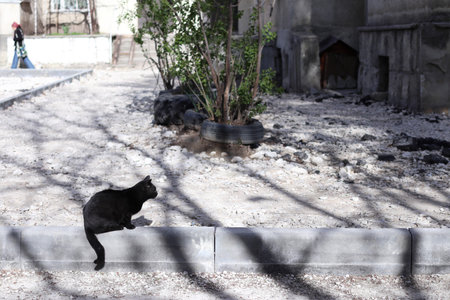 A black street cat basks in the sun. Close-up.の写真素材