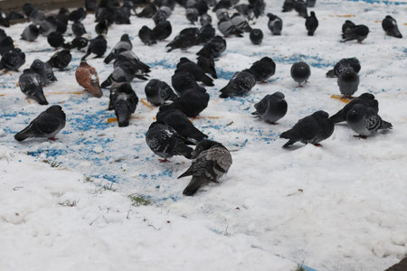 A flock of pigeons on a cloudy winter day in the park in the snow. Beautiful landscape with pigeons in pigeon valley. A flock of pigeons on white snow in Pigeon Valley in winter. Selective focus.の写真素材