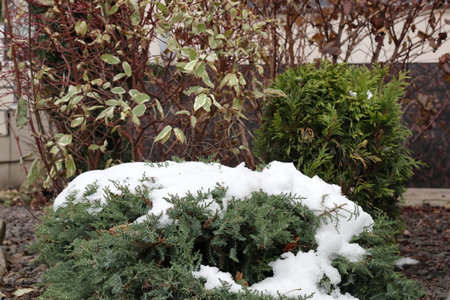 Juniper bush with snow on the background. Winter City. Selective focus.