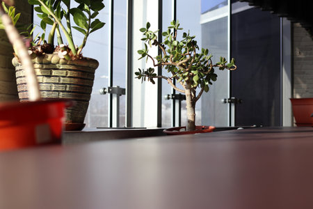 Crassula ovata in a modern interior. It's a sunny day.の写真素材