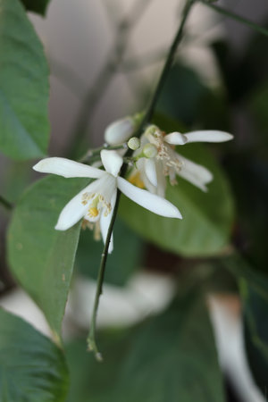 Lemon blossom at a home. The background is blurred. Close-up.の写真素材