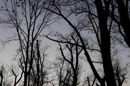 Crows on a bare tree in autumn. Socialization of healthy birds in the cold seasonの写真素材