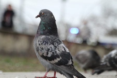 Pigeons on the streets of the city. Close-up.