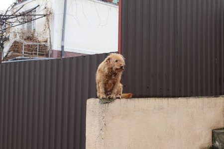 A big red shaggy dog sits on a fence. From the life of street dogs.の写真素材