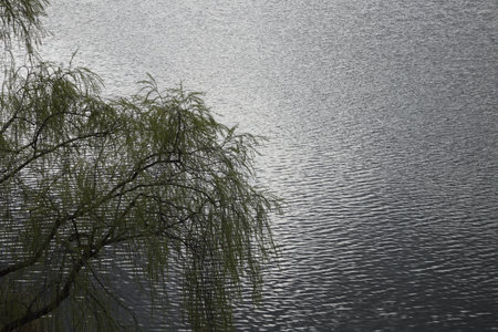The first leaves of a willow on a background of water ripples.の写真素材