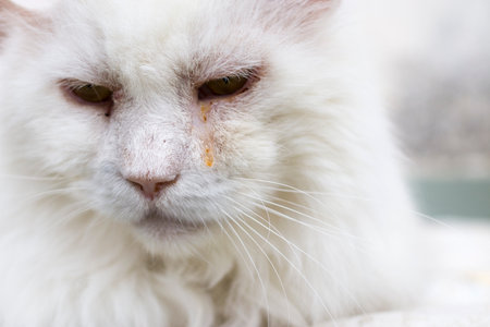 The white muzzle of a cat. Close-up.の写真素材
