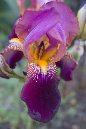 A delicate purple iris flower. Close-up.