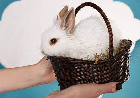 Little fluffy white Easter bunny sitting in a wicker basket on a background of blue sky and white cloudsの写真素材