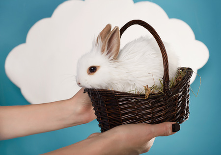 Little fluffy white Easter bunny sitting in a wicker basket on a background of blue sky and white clouds.の写真素材