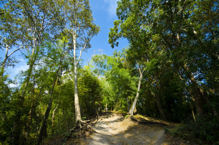 On the way at Phukradueng Thailand