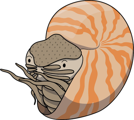 Nautilusのイラスト素材