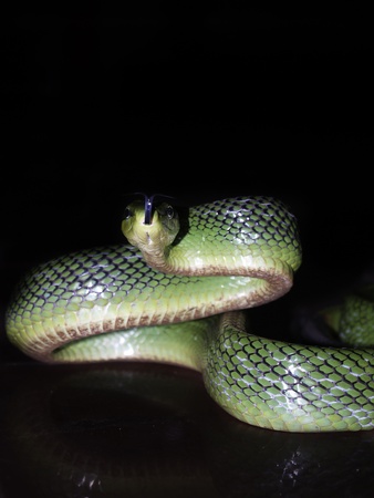 Green Tree Snake, Isolated in Blackの写真素材