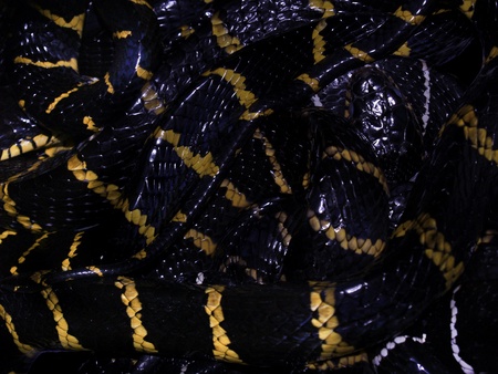 Boiga Dendrophila Snakeの写真素材