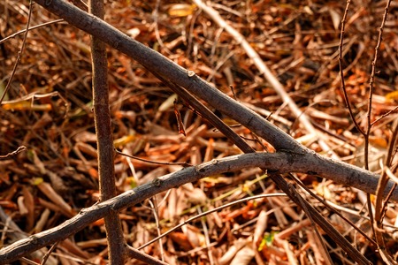 some branches naturally form the letter A, with dead leaves as a background, autumn feelの写真素材
