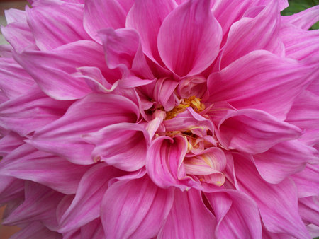 Daliaの写真素材