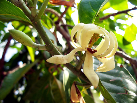 Champakaの写真素材