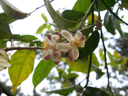 Lemon Flowerの写真素材