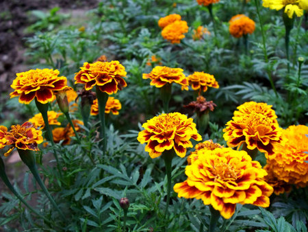 Marrygoldの写真素材