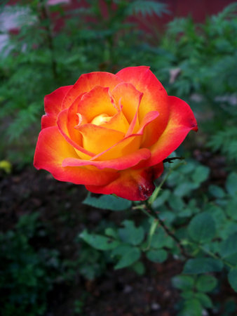 Roseの写真素材