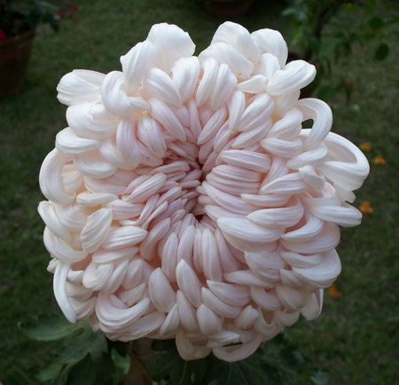 Chrysanthemumの写真素材