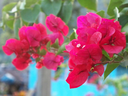 Buganviliaの写真素材