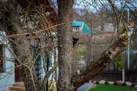 A black very beautiful cat with green eyes clambering in a tree and posingのeditorial素材
