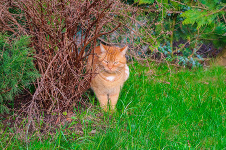 Ginger fat cat walks in garden near bushes across lawn in the gardenのeditorial素材
