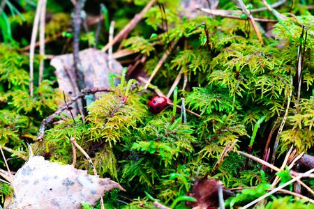 Red beautiful ladybird in the forest is hidden under needles and leavesの写真素材
