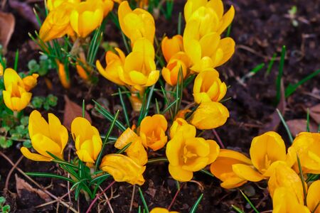 Lots of beautiful yellow crocuses bloom in the garden in the springの写真素材
