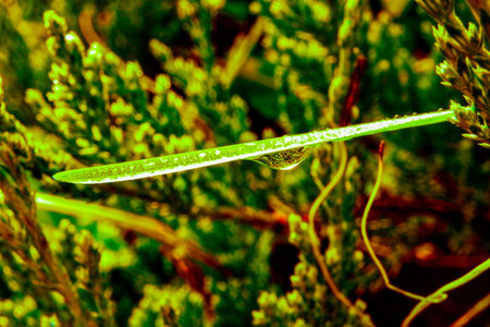 A drop of rain at a green leaf in the bushes. It looks like nature is crying.