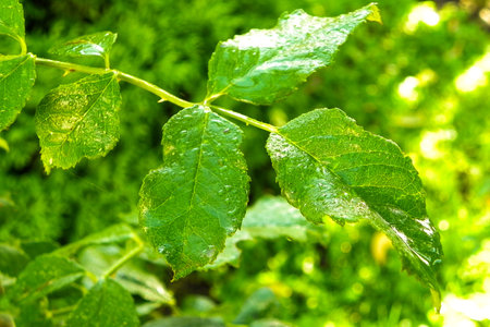 A green leaf is full of rain drops after rain in summer