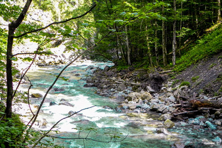 A fast river with a lot of stones flows through the forestの写真素材