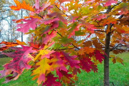 Beautiful red and yellow maple leaves in the park in autumnの写真素材