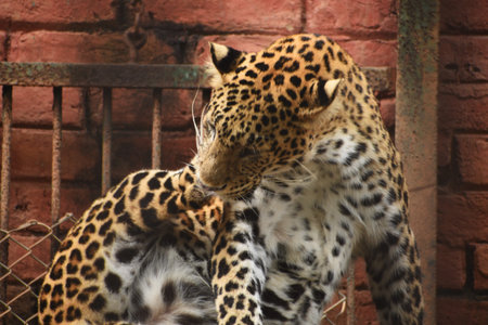 A leopard is licking its legs and body to wash in a zoo of Assam, India. Leopard is large strong and...