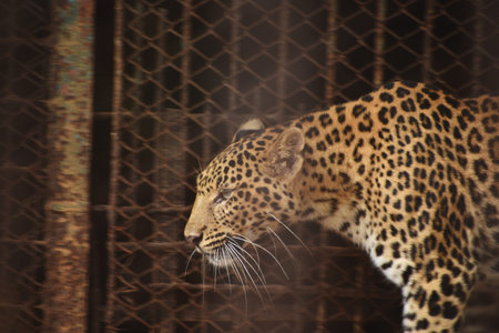 A leopard is licking its legs and body to wash in a zoo of Assam, India. Leopard is large strong and...