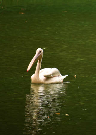 A beautiful goose or stork is swimming on the water of a lake in Assam, India. This is very large long legged and necked white waterbird with long stout bills of several waterfowl species.の写真素材