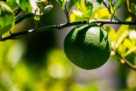 Close up photography of fresh juicy green orange lemon hanging from the branches of tree in garden. Raw fruit plant with leaves in blur, bright sunny, summer nature background. Copy space for text.の写真素材