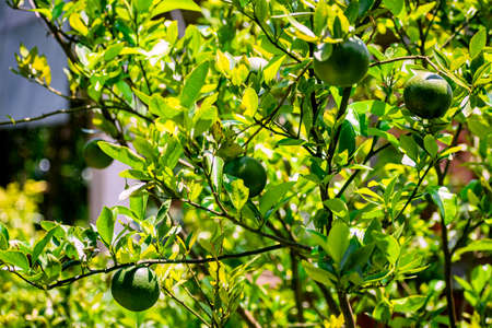Close up photography of fresh juicy green orange lemon hanging from the branches of tree in garden. Raw fruit plant with leaves in blur, bright sunny, summer nature background. Copy space for text.の写真素材